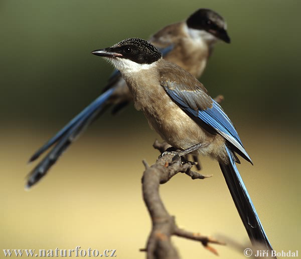 Cyanopica cyanus