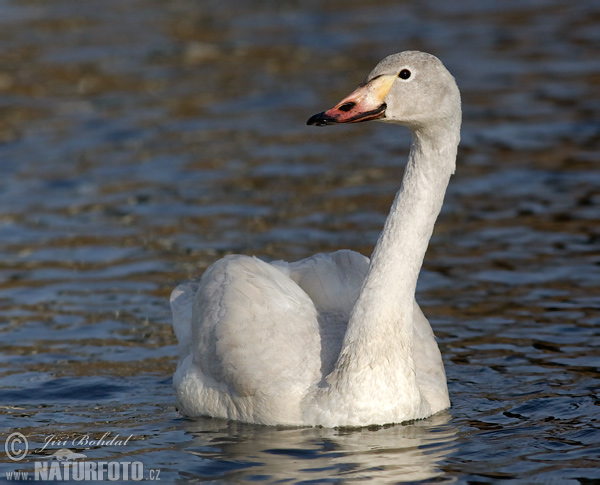 Cygne siffleur