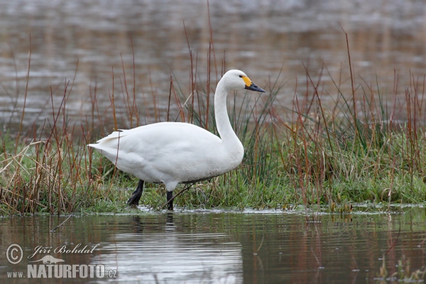 Cygne siffleur