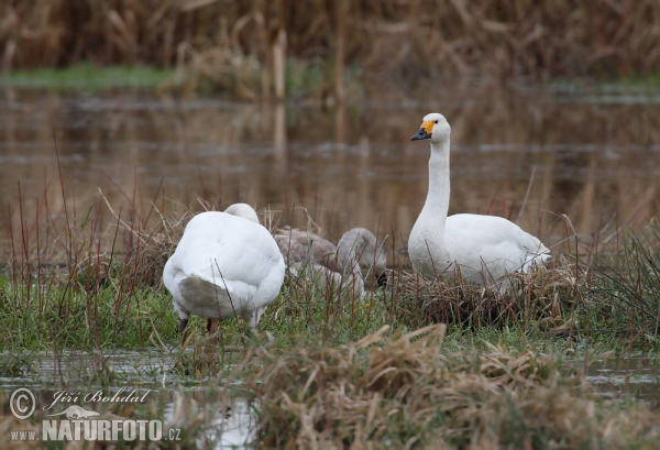 Cygne siffleur