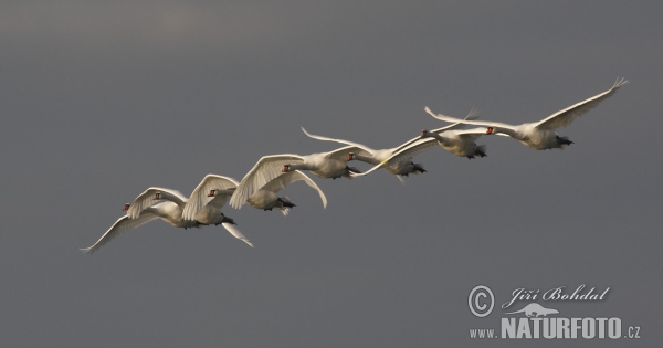 Cygne tuberculé