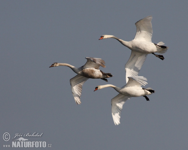 Cygne tuberculé