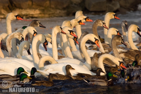 Cygne tuberculé