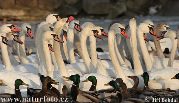 Cygne tuberculé