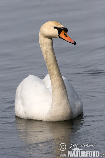 Cygne tuberculé