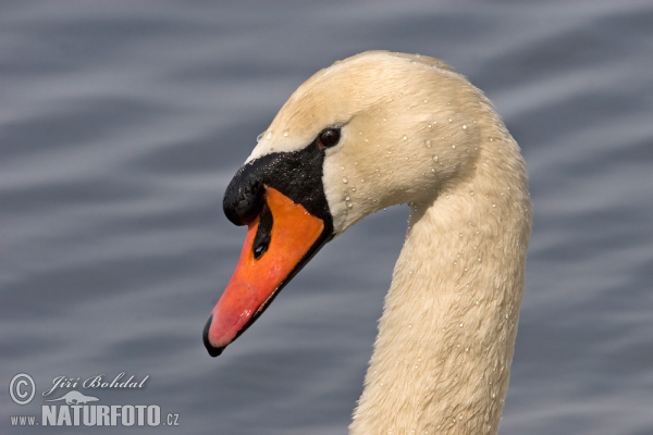 Cygne tuberculé