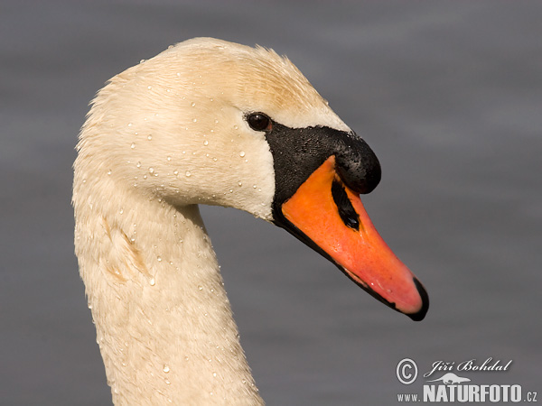 Cygne tuberculé