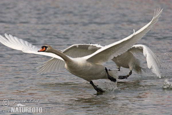 Cygne tuberculé