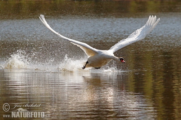 Cygne tuberculé