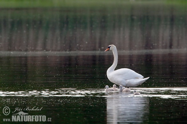 Cygne tuberculé