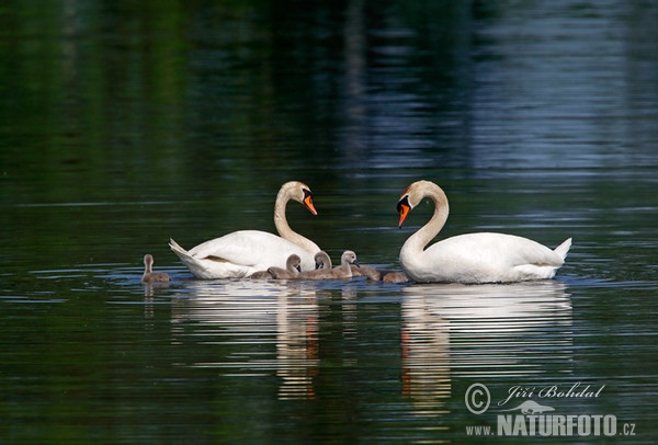 Cygne tuberculé