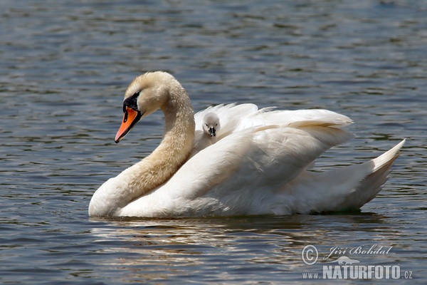 Cygne tuberculé