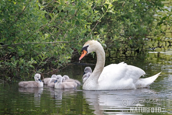 Cygne tuberculé