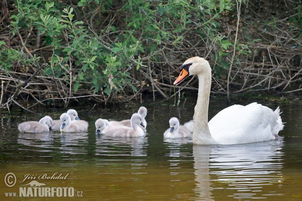 Cygne tuberculé