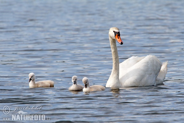 Cygne tuberculé