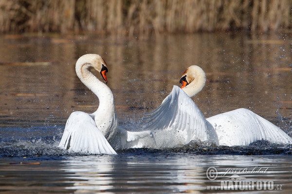 Cygne tuberculé