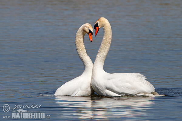 Cygne tuberculé