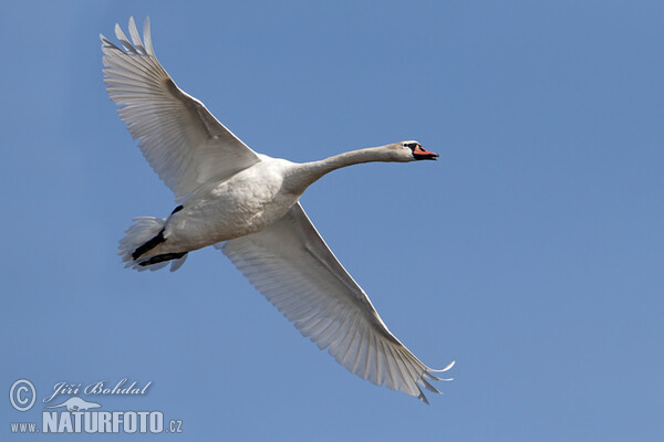 Cygne tuberculé