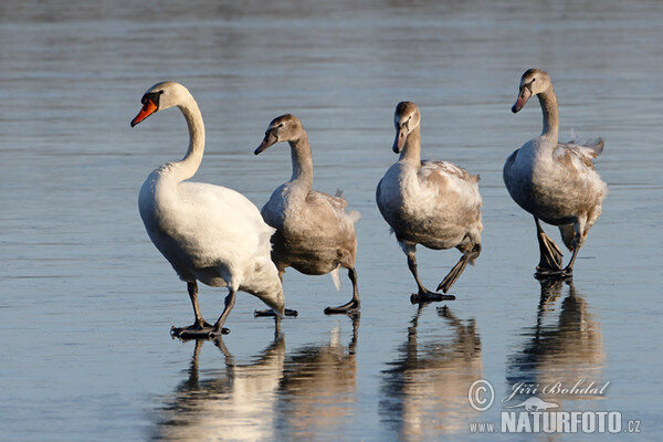 Cygne tuberculé