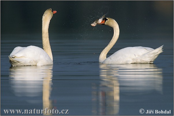 Cygne tuberculé