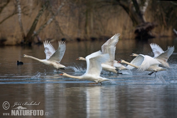 Cygne tuberculé