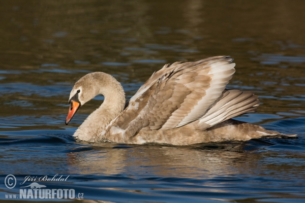 Cygne tuberculé