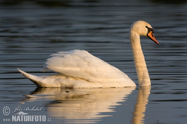 Cygne tuberculé