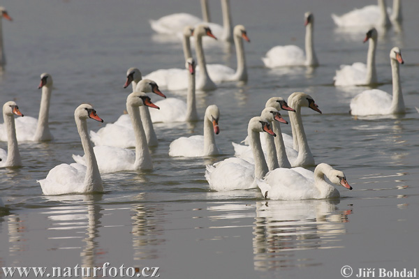 Cygne tuberculé