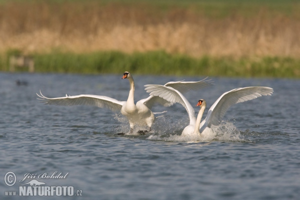 Cygne tuberculé