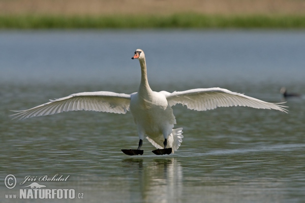 Cygne tuberculé