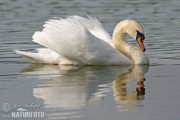 Cygne tuberculé