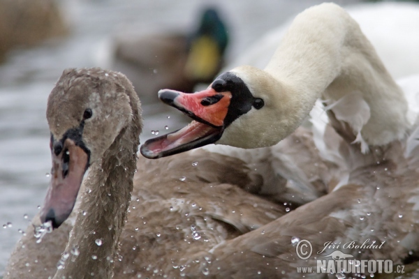 Cygne tuberculé