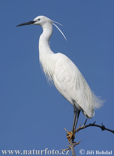 Czapla nadobna