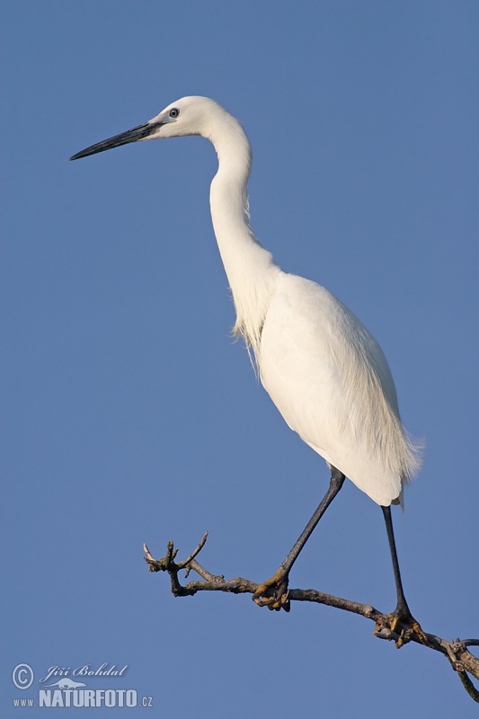 Czapla nadobna