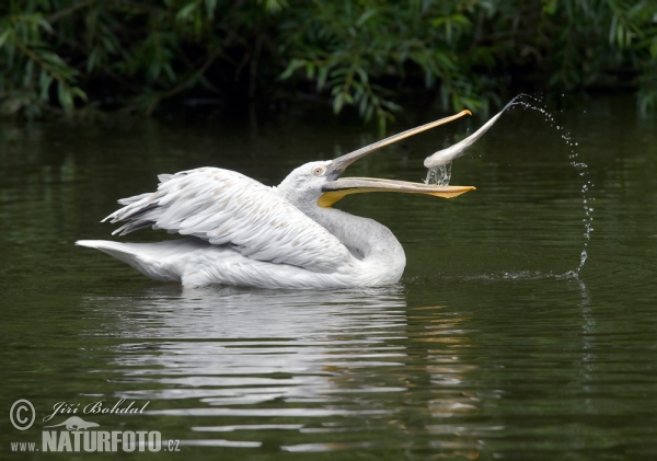 Dalmatian Pelican (Pelecanus crispus)