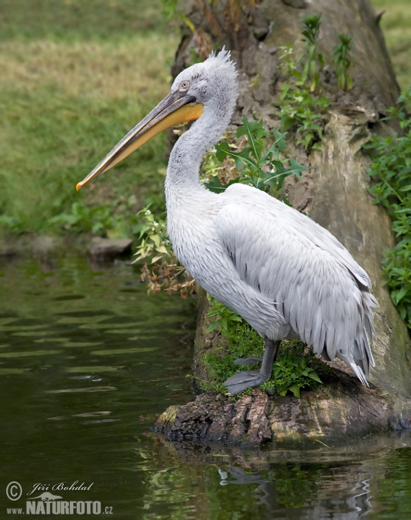 Dalmatian Pelican (Pelecanus crispus)