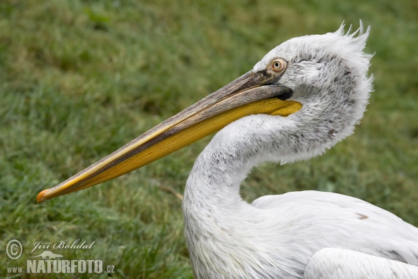 Dalmatian Pelican (Pelecanus crispus)