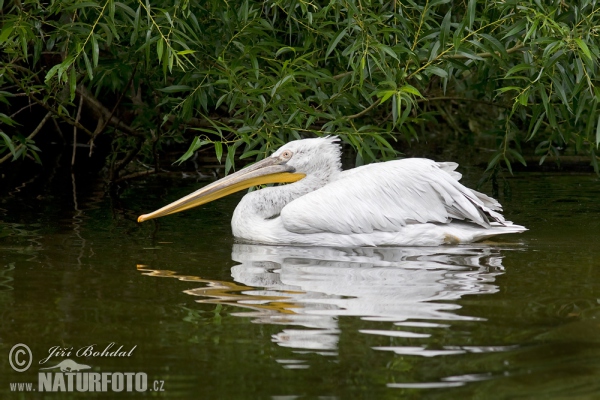 Dalmatian Pelican (Pelecanus crispus)