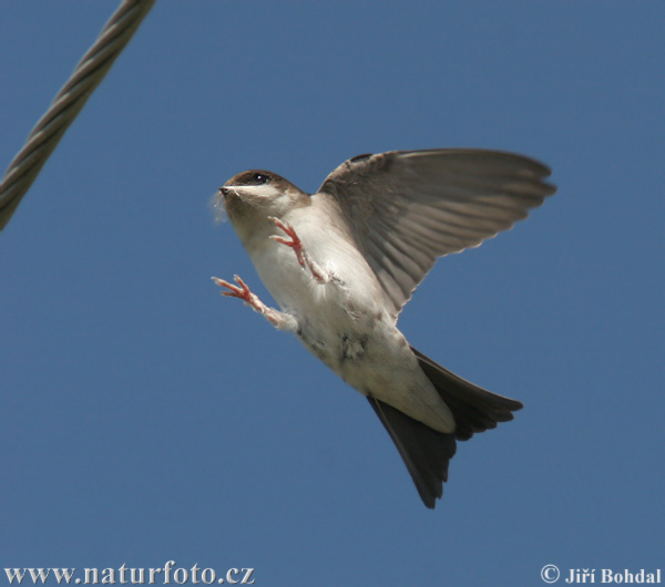 Delichon urbicum