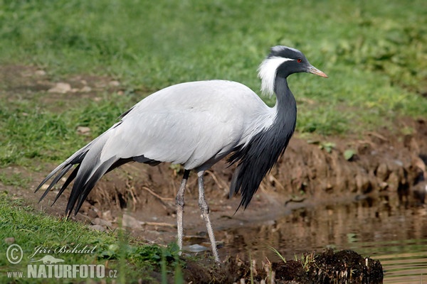Demoiselle Crane (Anthropoides virgo)