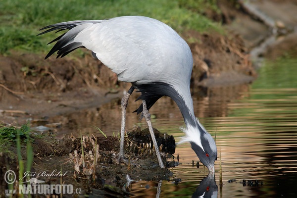 Demoiselle Crane (Anthropoides virgo)