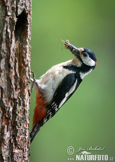 Dendrocopos major