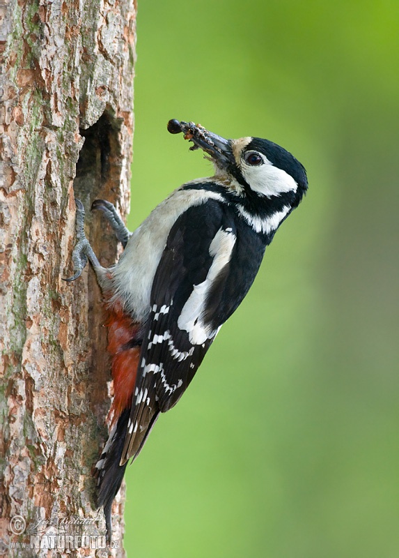 Dendrocopos major