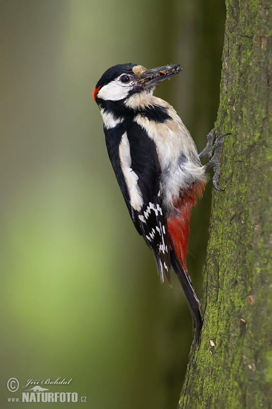 Dendrocopos major