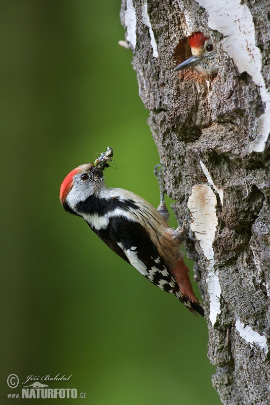 Dendrocopos medius