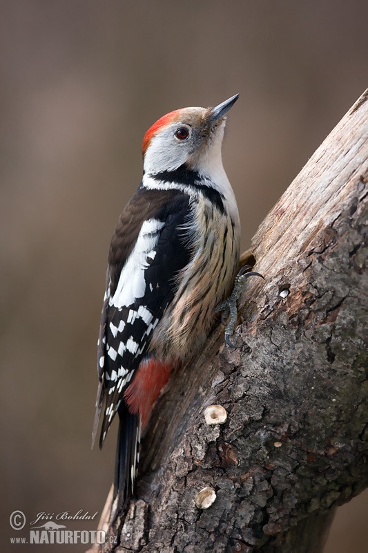 Dendrocopos medius