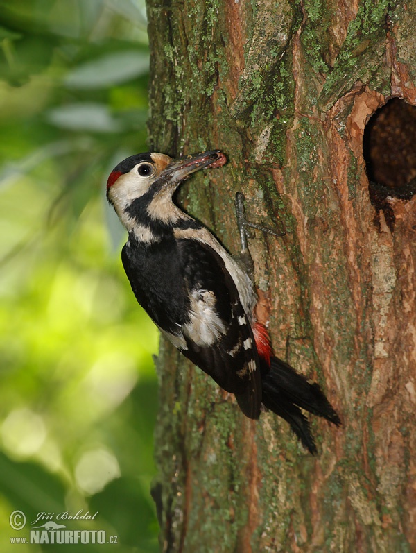 Dendrocopos syriacus