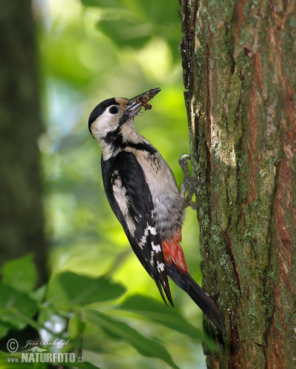 Dendrocopos syriacus