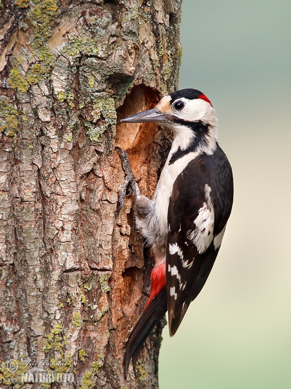 Dendrocopos syriacus