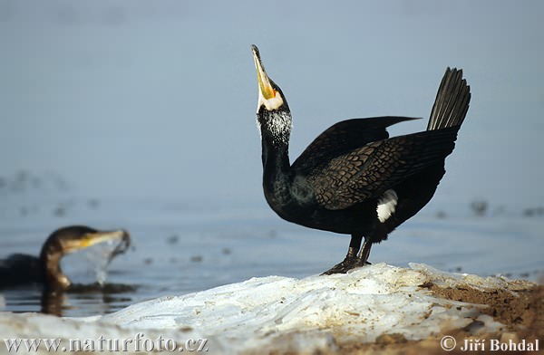 Didysis kormoranas